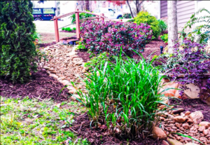 A garden with lots of plants and rocks.